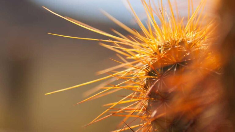 How To Join Cricbet99 Win Live Events?